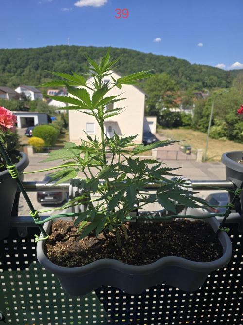 Banana. Week 6