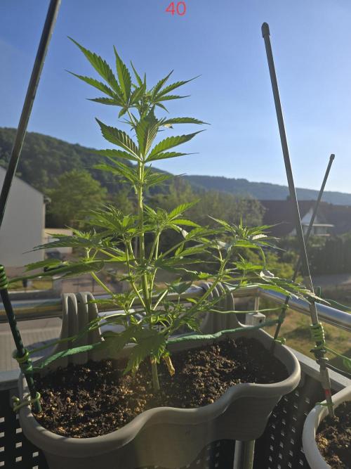 Banana. Week 6