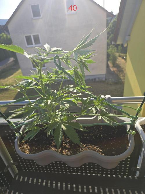 Banana. Week 6