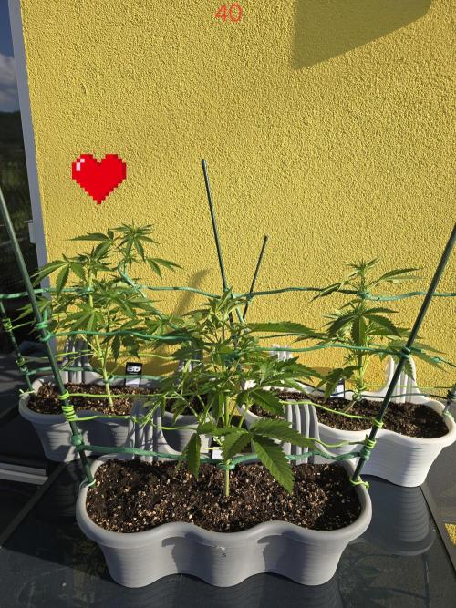 Banana. Week 6