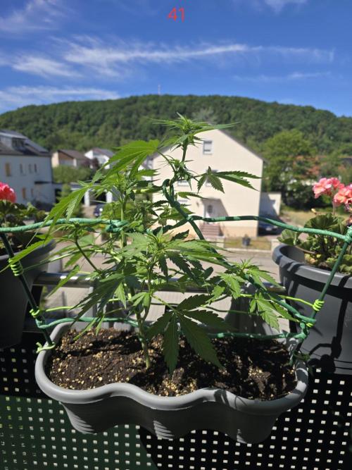 Banana. Week 6