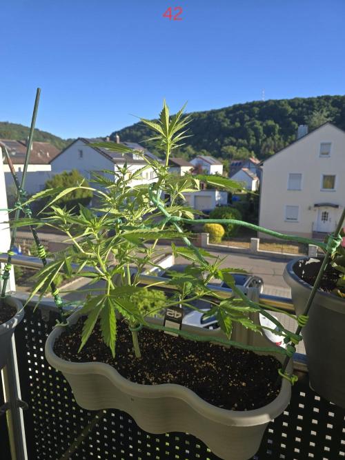 Banana. Week 6