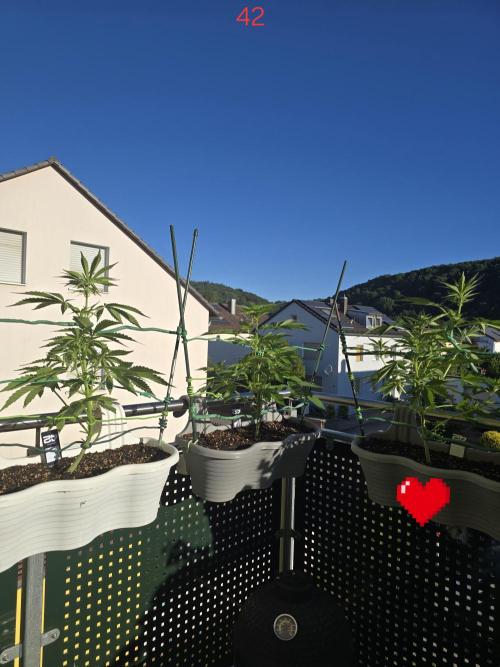 Banana. Week 6