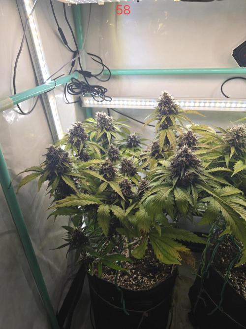 Purple haze FastBuds. Week 9