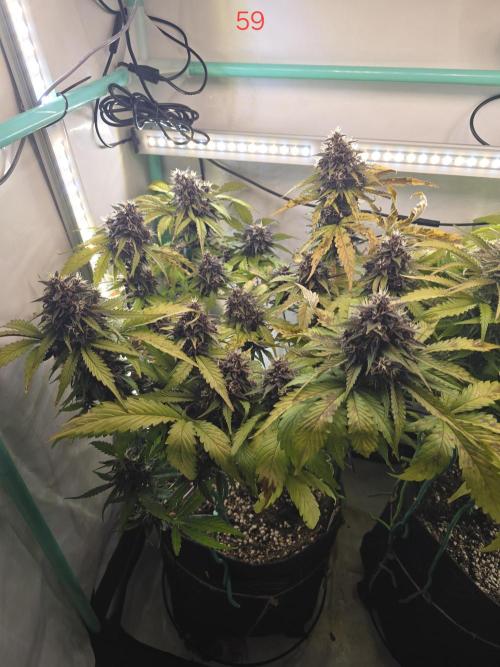 Purple haze FastBuds. Week 9