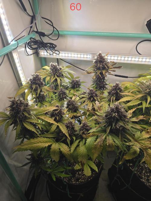 Purple haze FastBuds. Week 9