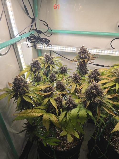 Purple haze FastBuds. Week 9