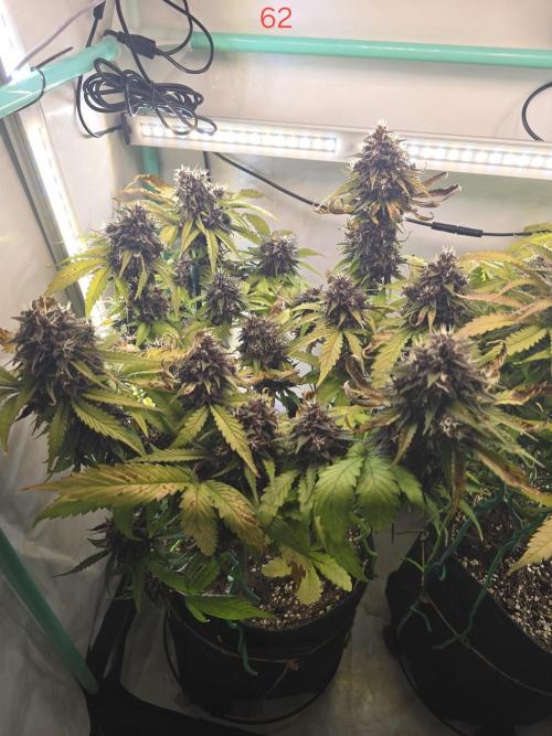 Purple haze FastBuds. Week 9