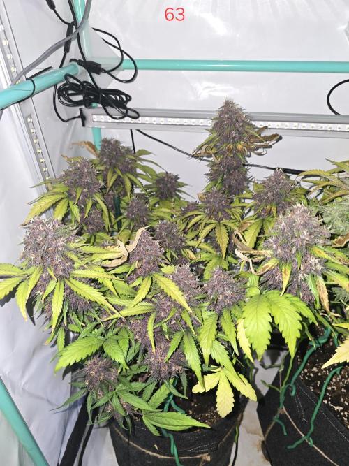 Purple haze FastBuds. Week 9