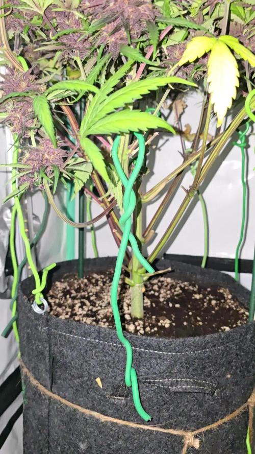 Purple haze FastBuds