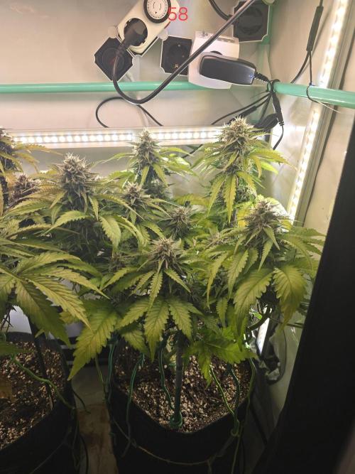 Frostbanger FastBuds. Week 9