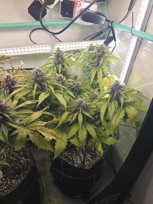 Frostbanger FastBuds. Week 9