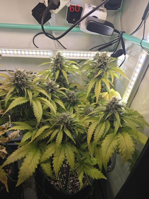Frostbanger FastBuds. Week 9