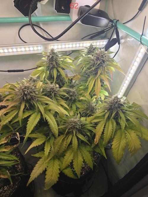 Frostbanger FastBuds. Week 9