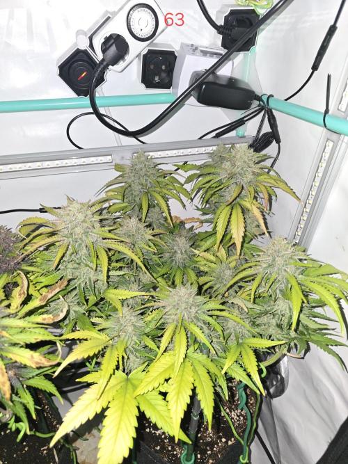 Frostbanger FastBuds. Week 9