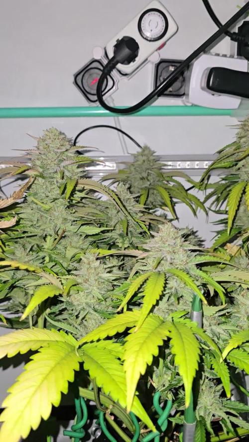 Frostbanger FastBuds