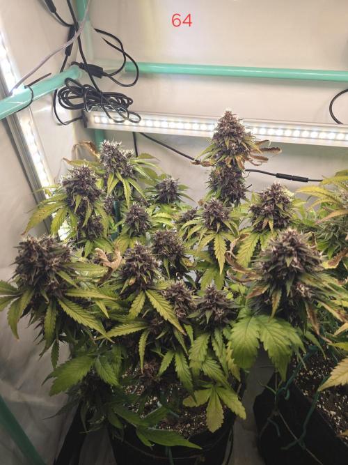 Purple haze FastBuds. Week 10