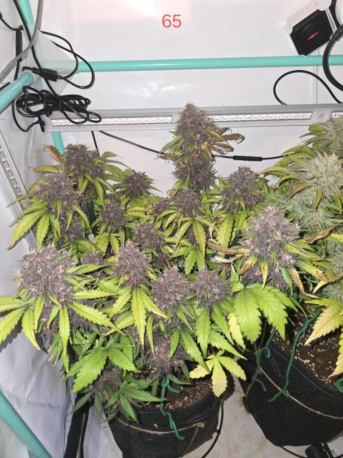 Purple haze FastBuds. Week 10