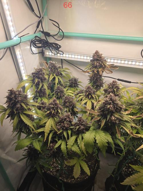 Purple haze FastBuds. Week 10