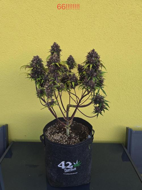 Purple haze FastBuds. Week 10