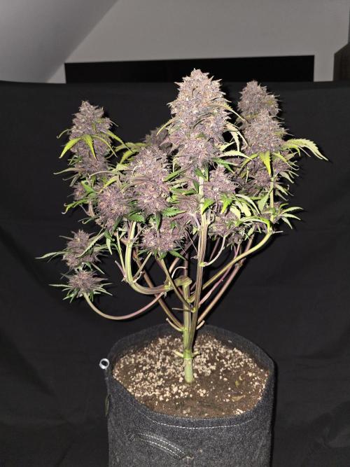 Purple haze FastBuds. Week 10
