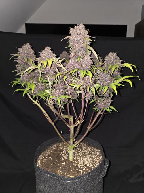 Purple haze FastBuds. Week 10