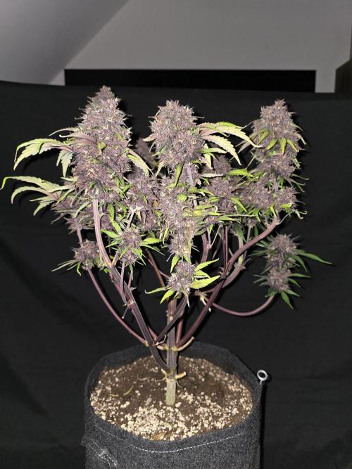 Purple haze FastBuds. Week 10