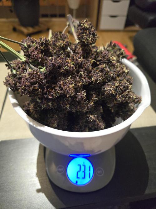 Purple haze FastBuds. Week 10