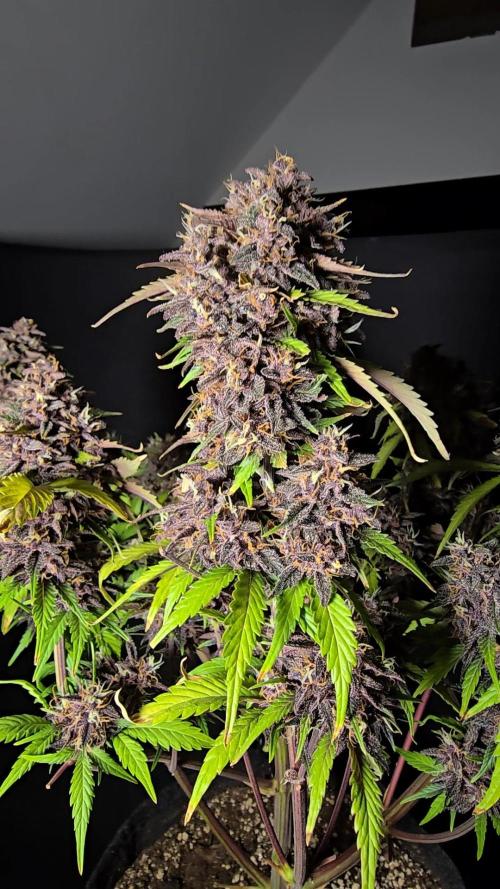 Purple haze FastBuds. Week 10