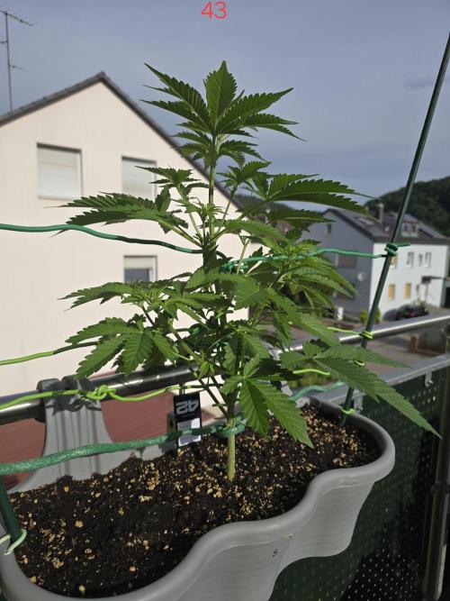 Apple. Week 7