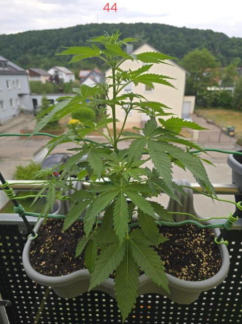 Apple. Week 7