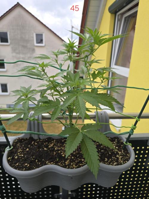 Apple. Week 7