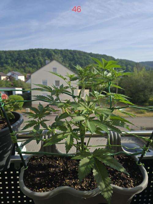 Apple. Week 7