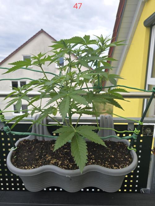Apple. Week 7