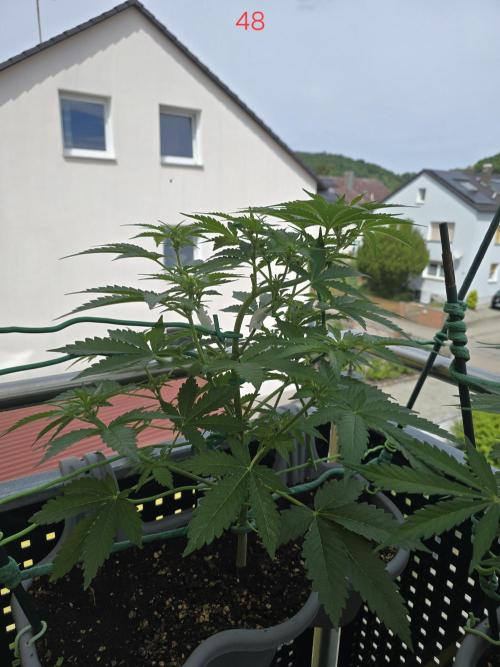 Apple. Week 7