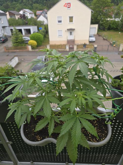 Apple. Week 7