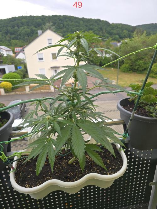 Cherry Cola Auto. Week 7