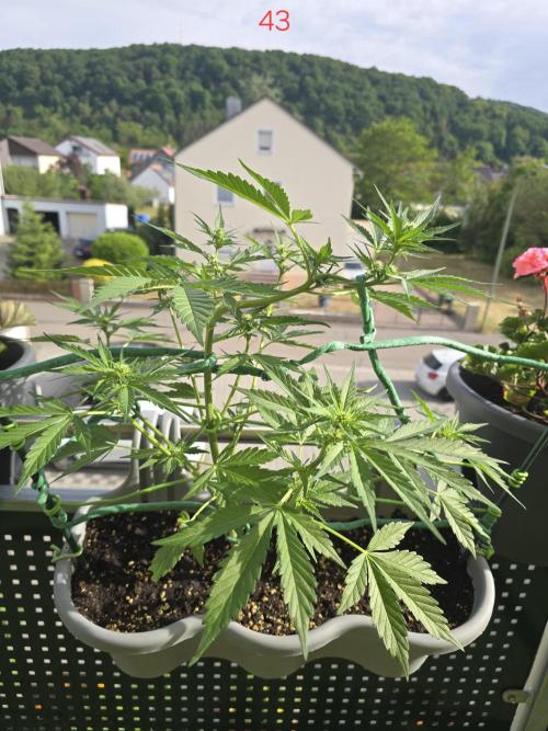 Banana. Week 7