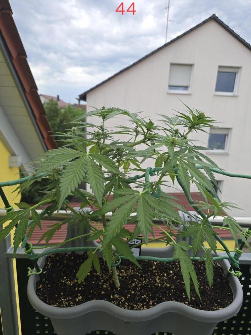 Banana. Week 7