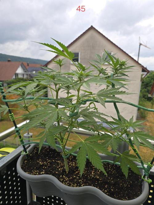 Banana. Week 7