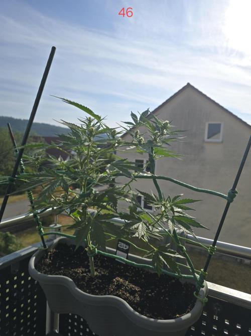 Banana. Week 7