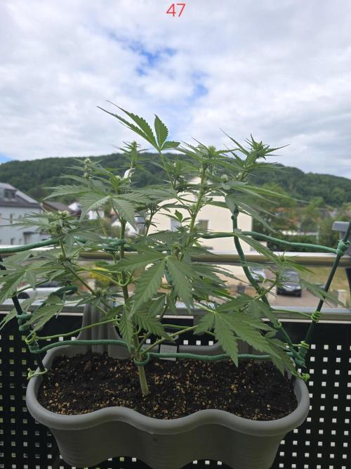 Banana. Week 7