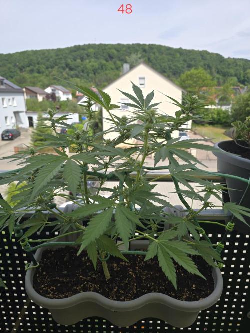 Banana. Week 7