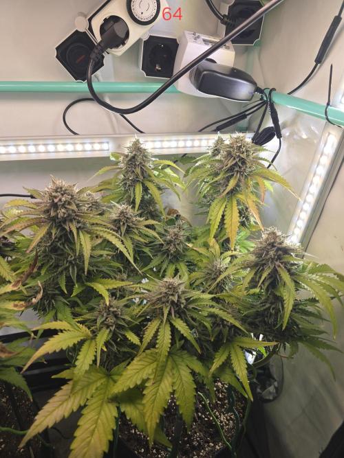 Frostbanger FastBuds. Week 10