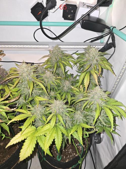 Frostbanger FastBuds. Week 10