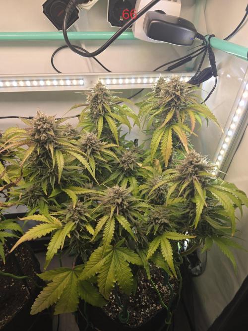 Frostbanger FastBuds. Week 10