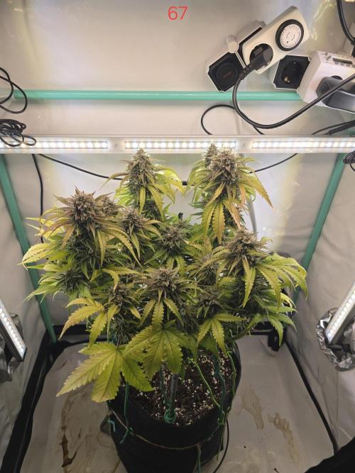 Frostbanger FastBuds. Week 10
