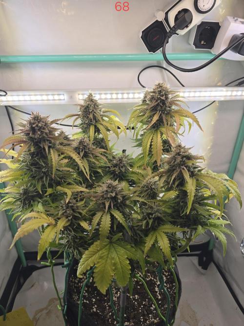 Frostbanger FastBuds. Week 10