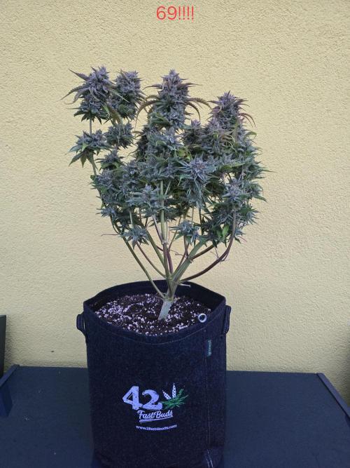 Frostbanger FastBuds. Week 10