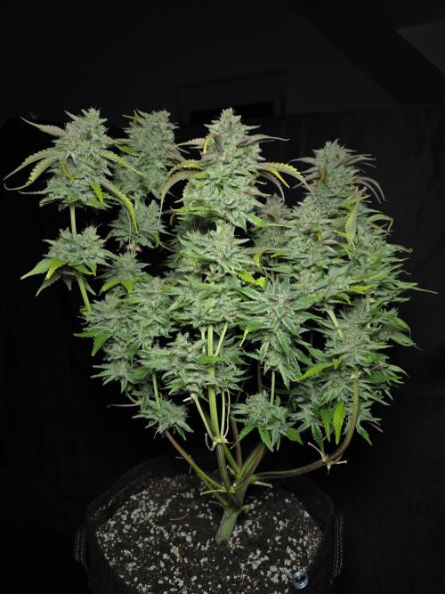 Frostbanger FastBuds. Week 10
